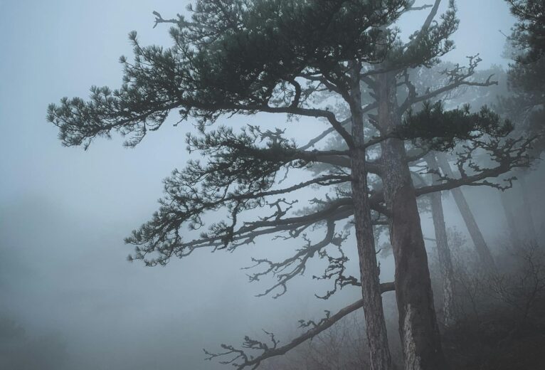 pexels-vera-silkina-85579813-10523658