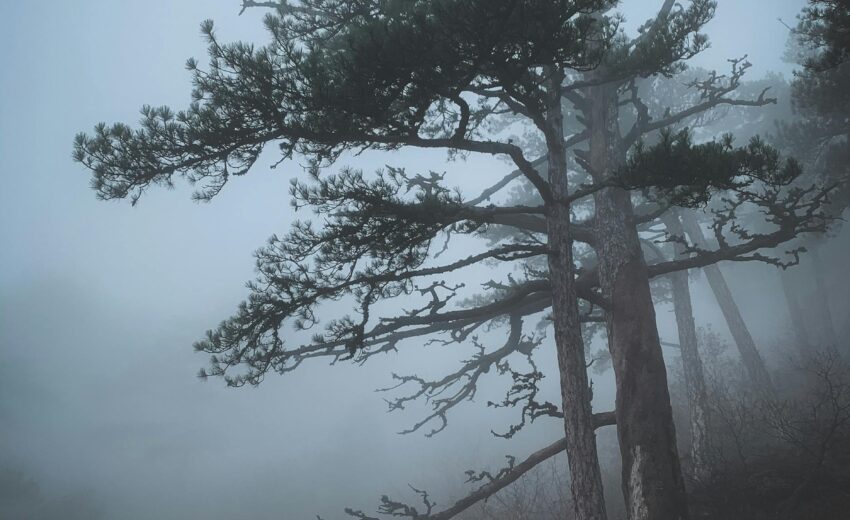 pexels-vera-silkina-85579813-10523658