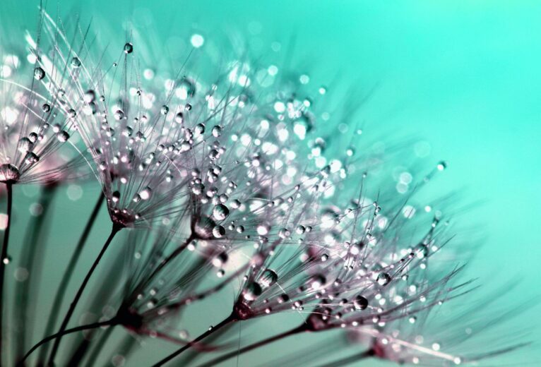 pexels-inspiredimages-132419