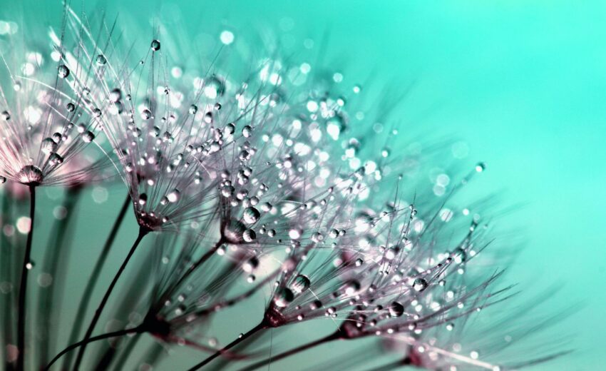 pexels-inspiredimages-132419