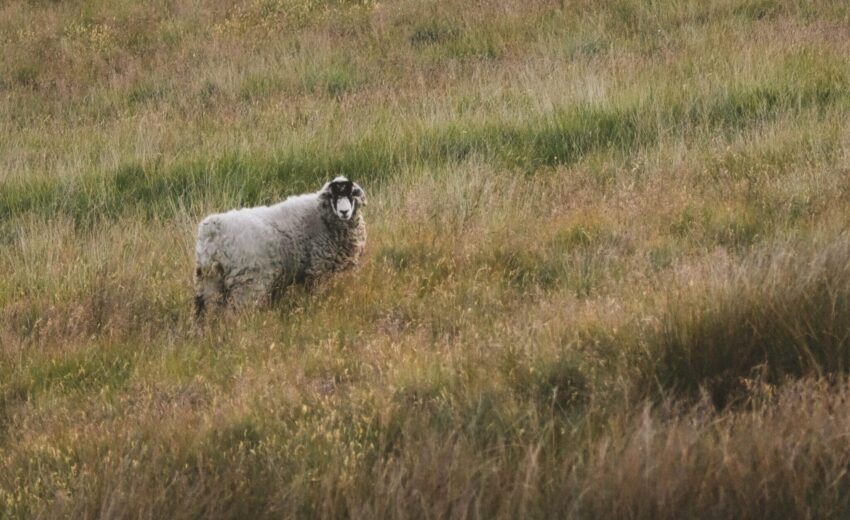 pexels-oliver-morgan-media-400577173-17331460