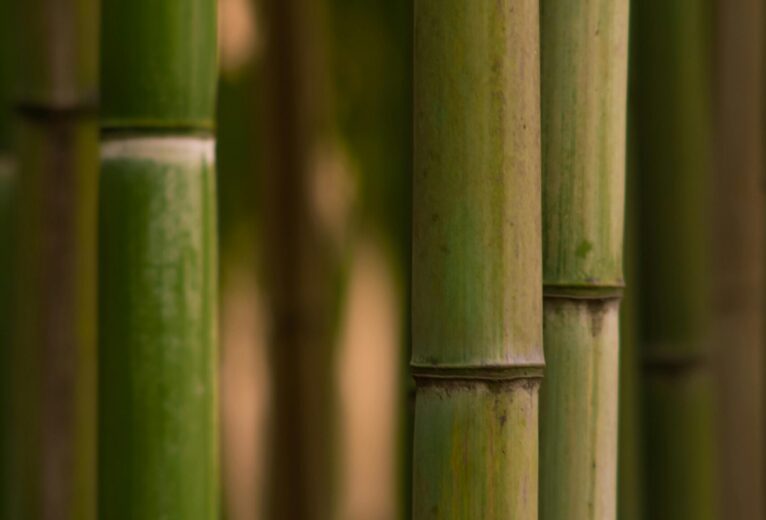 pexels-simeon-theartist-14558290