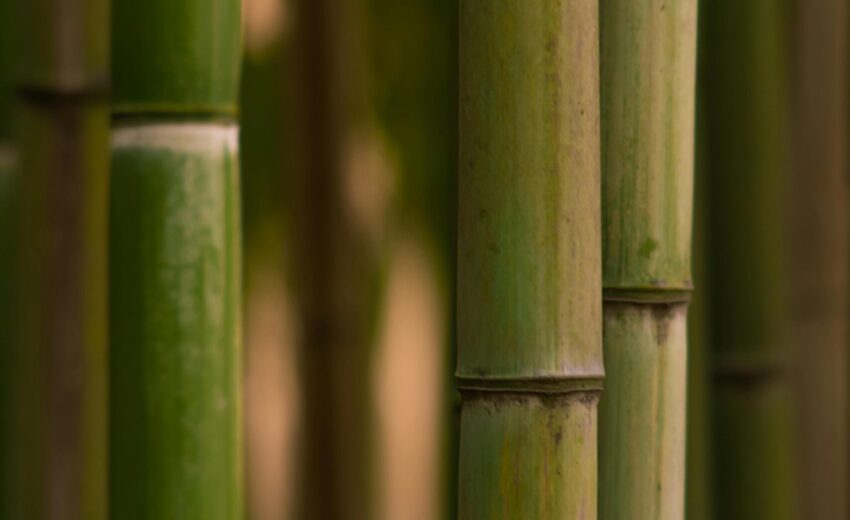 pexels-simeon-theartist-14558290