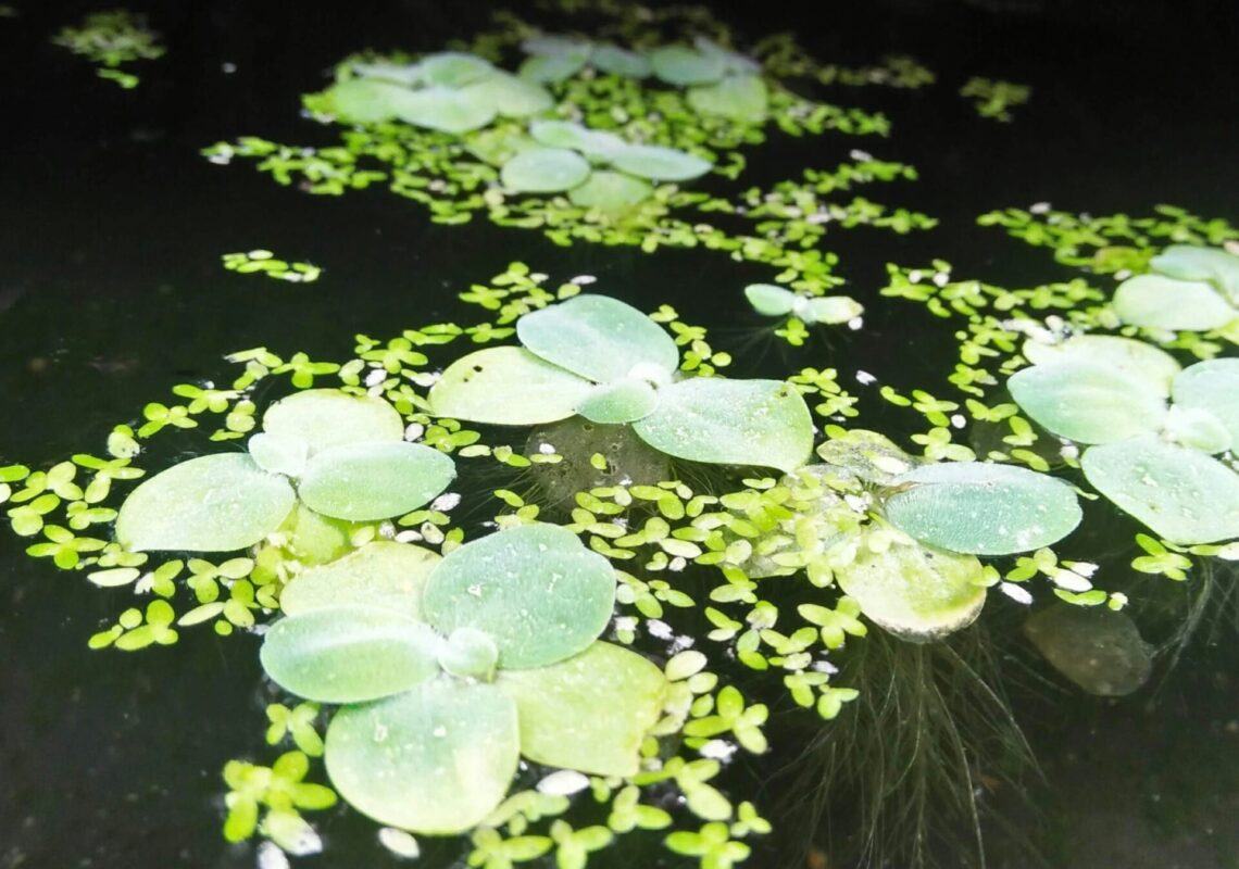 muhammad-rizki-2KNX_gc_dxk-unsplash