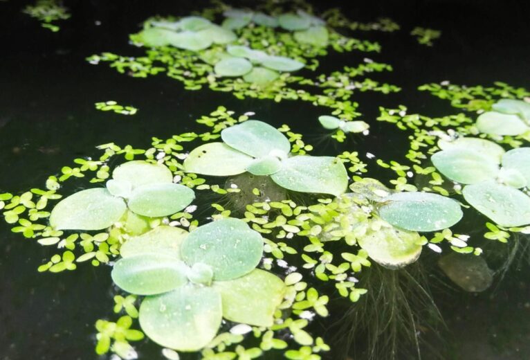 muhammad-rizki-2KNX_gc_dxk-unsplash