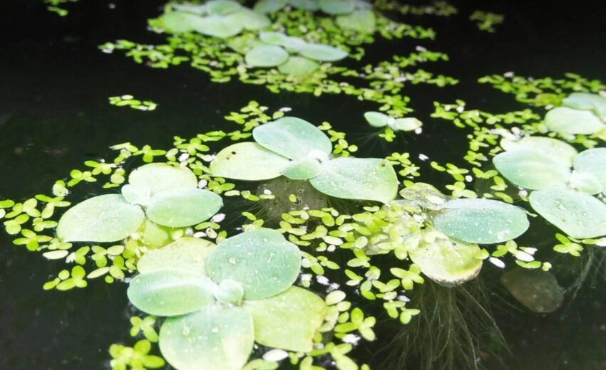 muhammad-rizki-2KNX_gc_dxk-unsplash